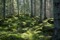 Skog i Småland